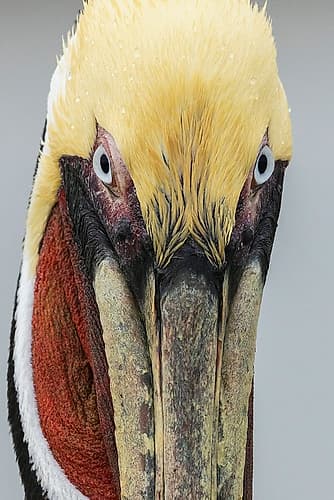 USA-South Texas Aranas National Wildlife refuge-brown pelican Art Print